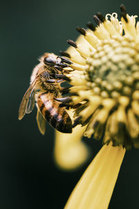 Close-up of bee pollinating on flower