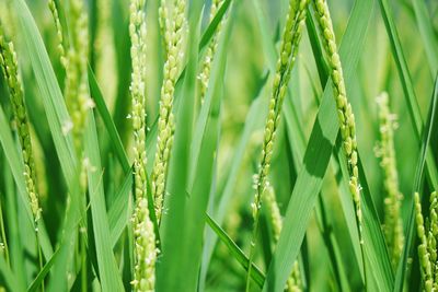 Close-up of grass on field