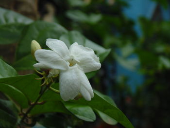 Close-up of white flower blooming outdoors