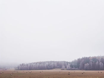 Scenic view of field against clear sky