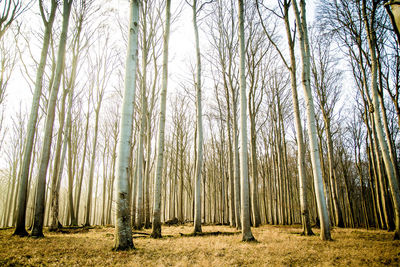 Trees in forest against sky