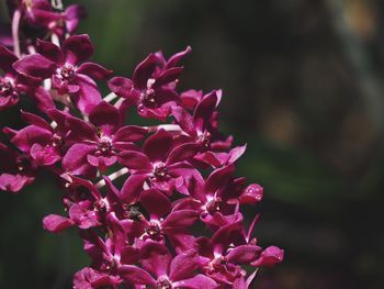 Close-up of flowers blooming outdoors