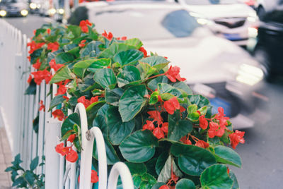 Close-up of red flowering plant in city