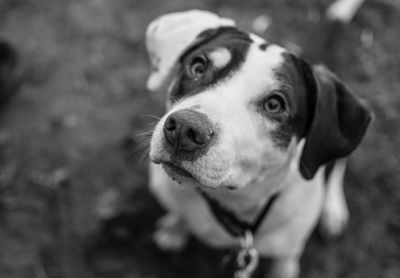 Close-up portrait of dog looking at camera