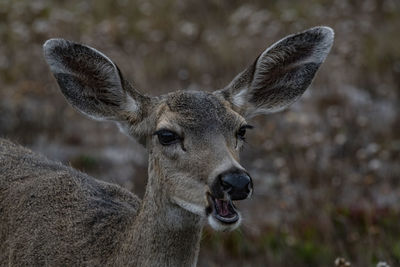 Close-up of young female deer in field chewing grass