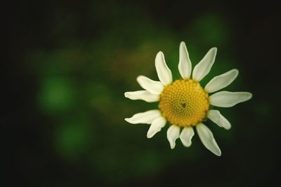 Close-up of white daisy