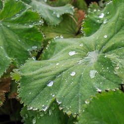 Close-up of wet plant leaves during rainy season