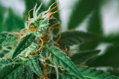 Close-up of cannabis bud