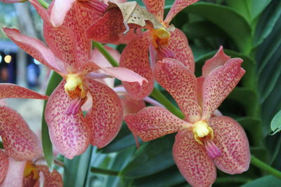 Close-up of pink flowering plant