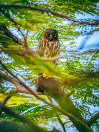 Low angle view of bird perching on tree