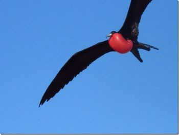 Low angle view of kite flying against blue sky