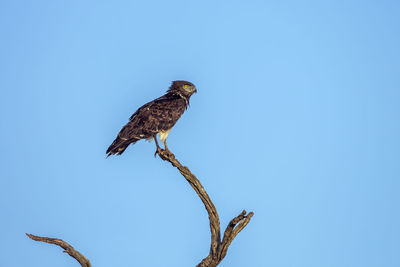 Low angle view of eagle perching on branch