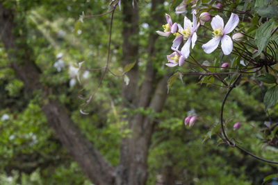 Close-up of flowering plant against trees