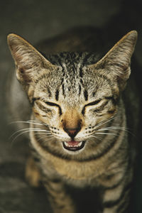 Close-up portrait of a cat