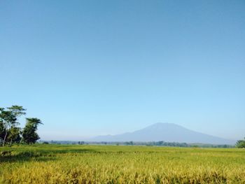 Scenic view of field against clear blue sky