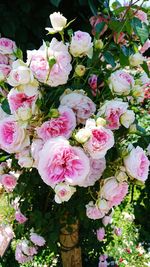 Close-up of pink rose bouquet