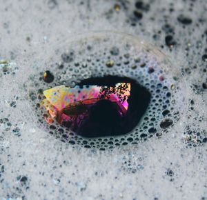 High angle view of pink flower in water