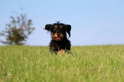 Dog running in field