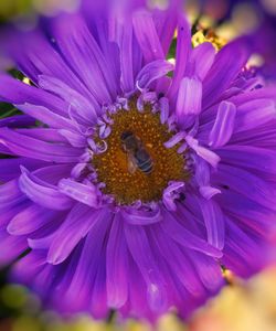 Macro shot of purple flower