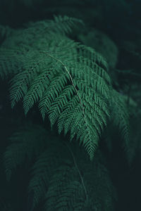 Close-up of fern