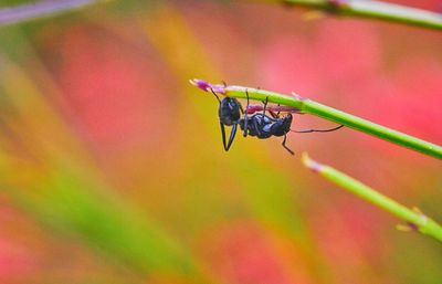 Close-up of insect on leaf