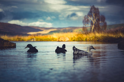 Ducks swimming on lake against sky during sunset