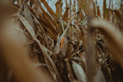 Close-up of corn growing on field