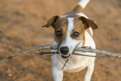 Close-up portrait of dog carrying stick on field