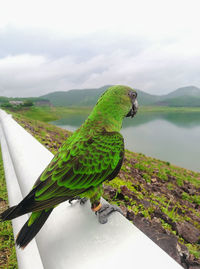 View of parrot perching on mountain against sky