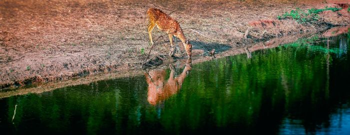 Panoramic shot of tree trunk by lake