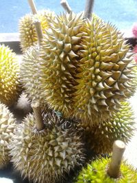 Close-up of cactus