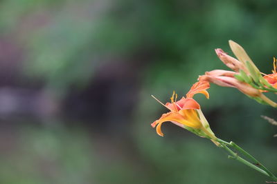 Close-up of orange flower