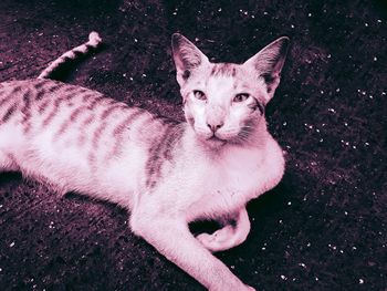 Portrait of cat lying down