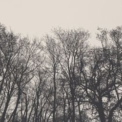 Low angle view of bare trees against sky