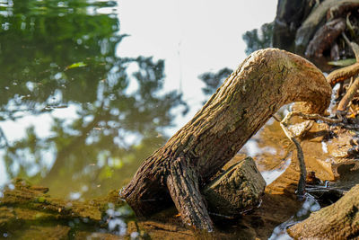 Close-up of tree trunk by lake in forest