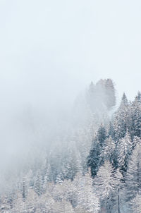 Snow covered trees against sky