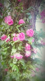 Close-up of pink flowers