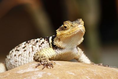 Close-up of lizard