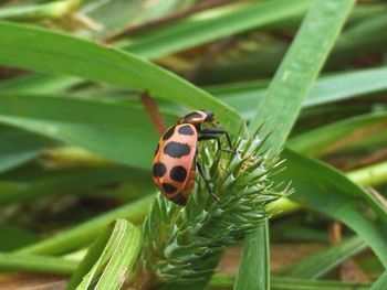 Close-up of butterfly on leaf