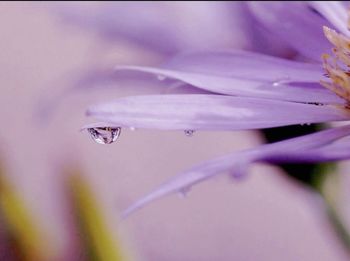 Macro shot of water drops on purple flower