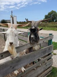 Sheep standing on wood against sky