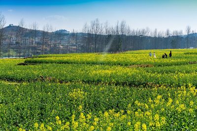 Scenic view of yellow flowering plants on land