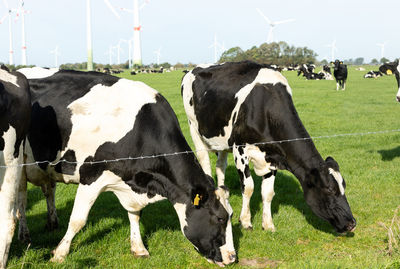 Cows grazing in a field