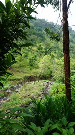 Scenic view of forest