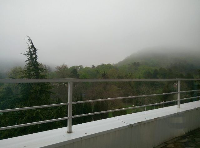 tree, fog, railing, foggy, tranquility, tranquil scene, nature, sky, fence, weather, growth, copy space, beauty in nature, day, scenics, landscape, mountain, no people, built structure