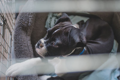 Close-up of a dog resting at home