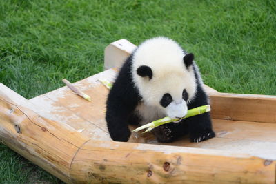 Sheep sitting on wood