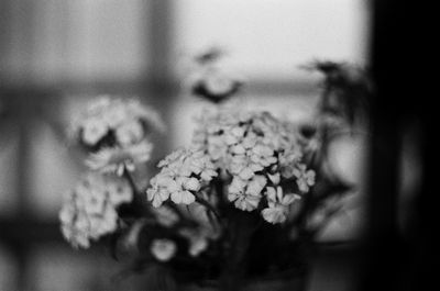 Close-up of flowering plant against blurred background