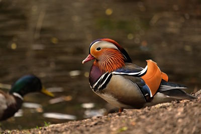 Close-up of bird perching
