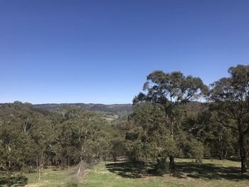 Trees on field against clear blue sky